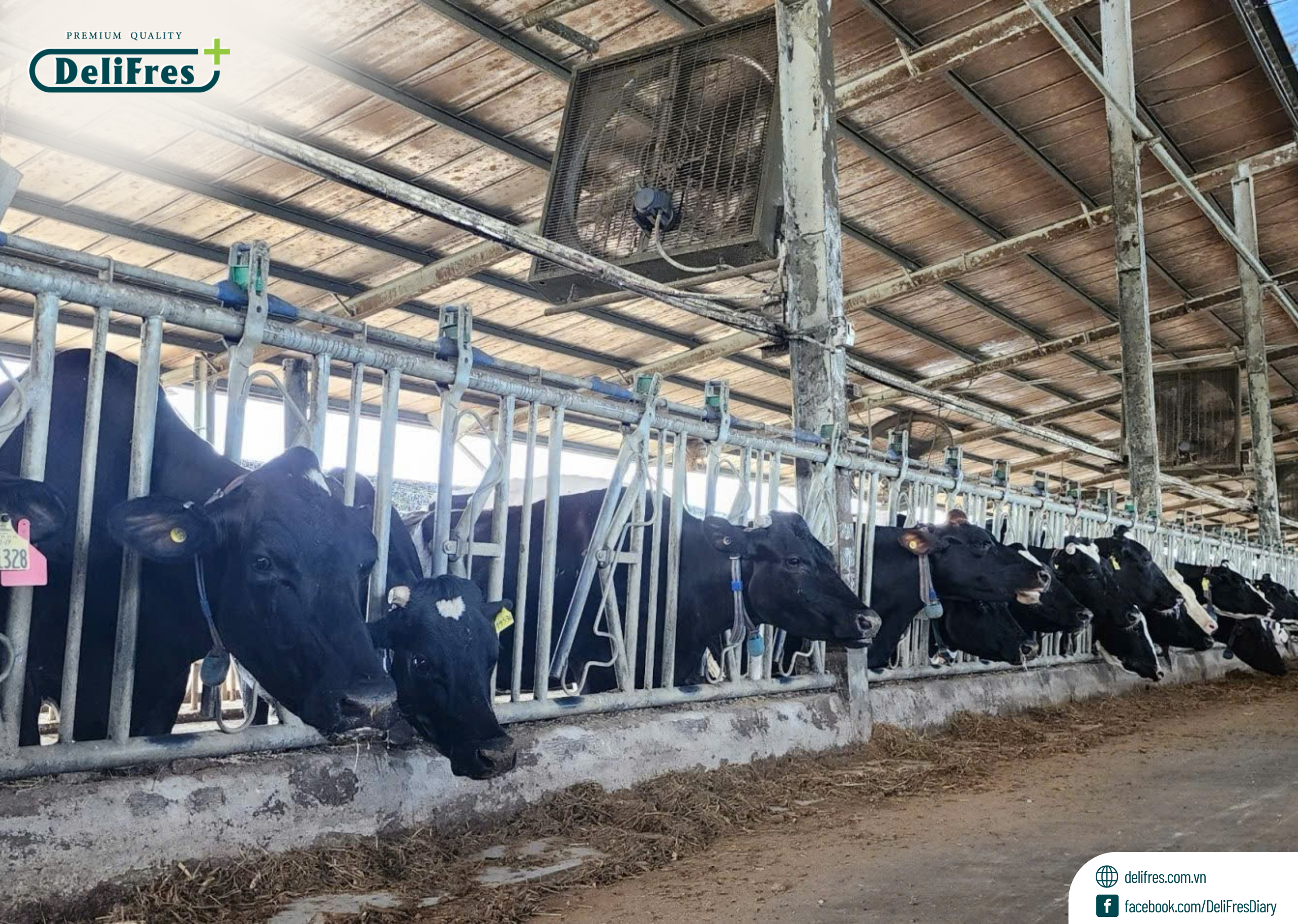 Hành trình nâng tầm thương hiệu sữa tươi thanh trùng cao cấp tại Việt Nam